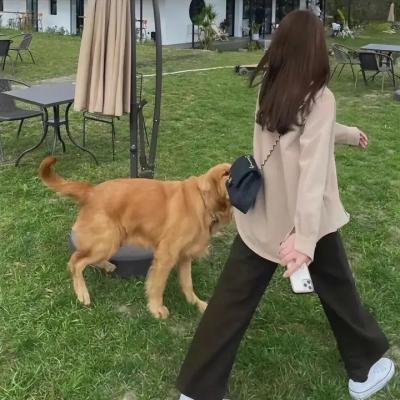 疯狗马子